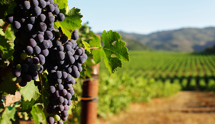 California vineyards and grapes